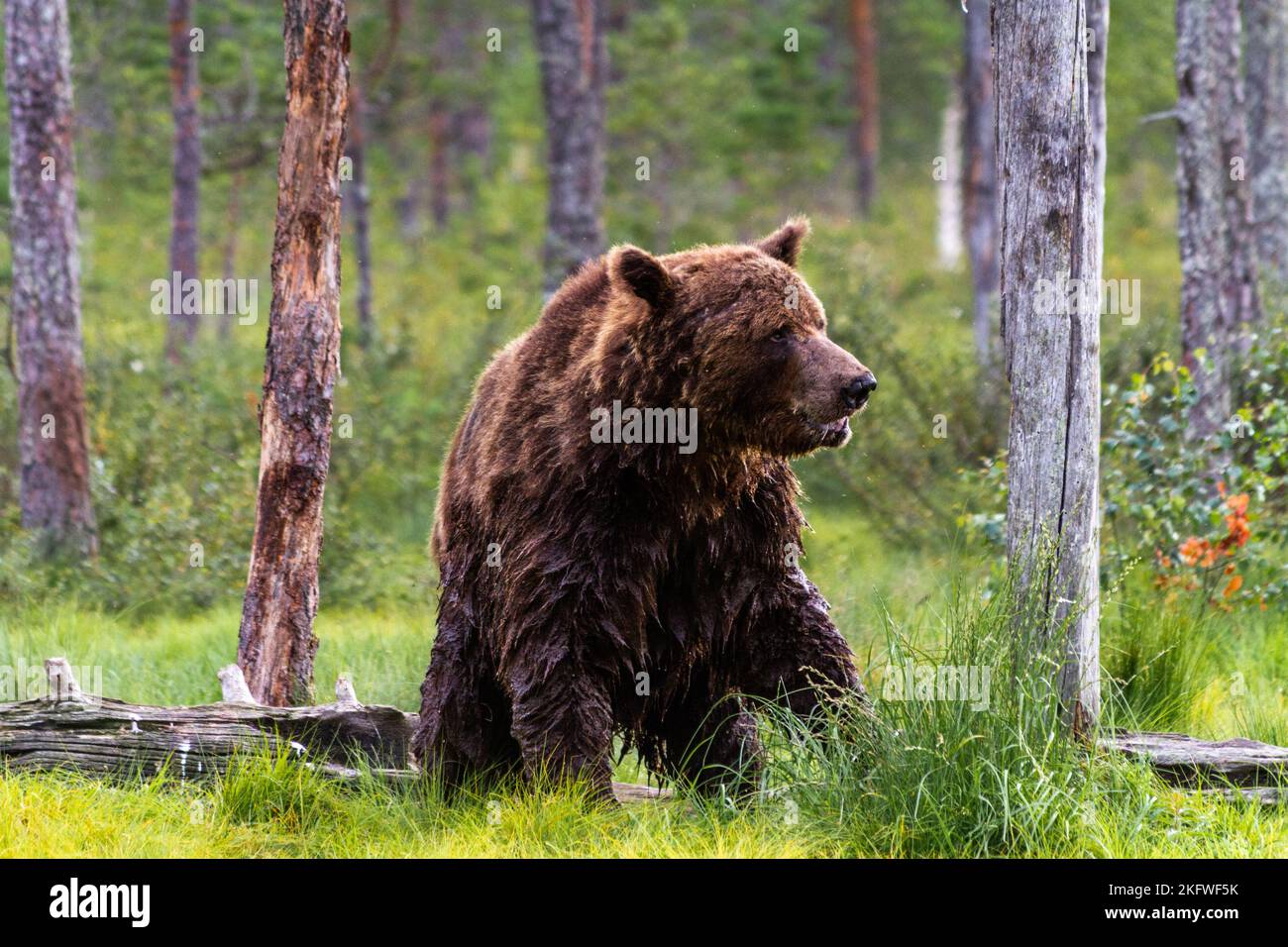 Profil eines männlichen erwachsenen Braunbären (Ursus arctos) im Wald an einem Sommertag in Kuhmo Stockfoto