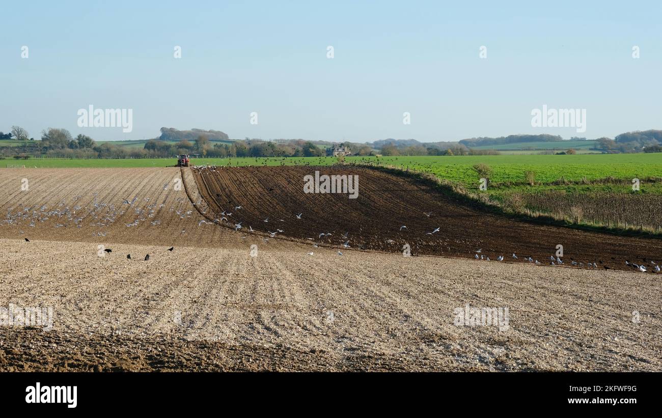 Herbstpflügen mit dem Traktor, gefolgt von der Fütterung von Vögeln - John Gollop Stockfoto