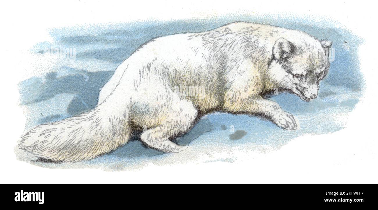 Arctic Fox Vulpes lagopus, (Zoologie Buch, 1913), Polarfuchs Stockfoto