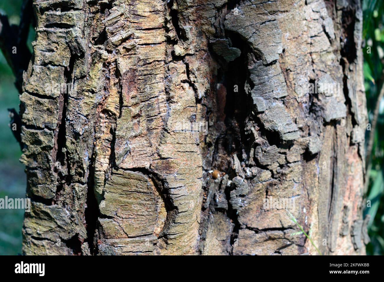 Großer brauner Baumstamm Pflanzenrinde. Vollformat. Abstrakter Natur Hintergrund. Stockfoto