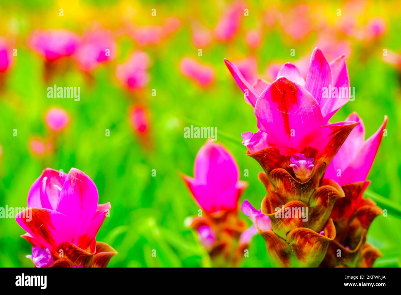 Bunte rosa Blume Wilde Siam Tulpen blühende Natur Hintergrund Stockfoto