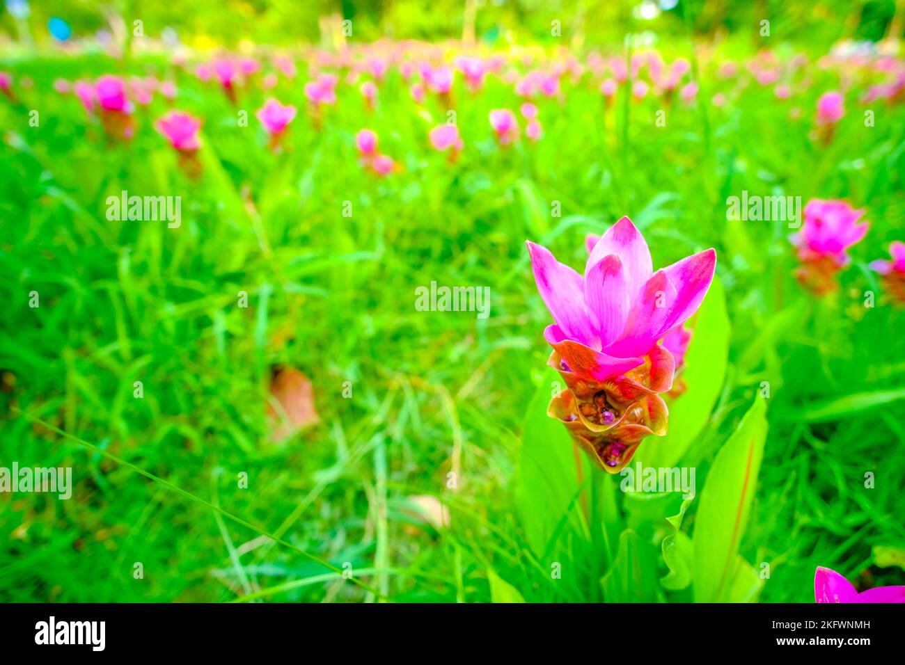 Bunte rosa Blume Wilde Siam Tulpen blühende Natur Hintergrund Stockfoto
