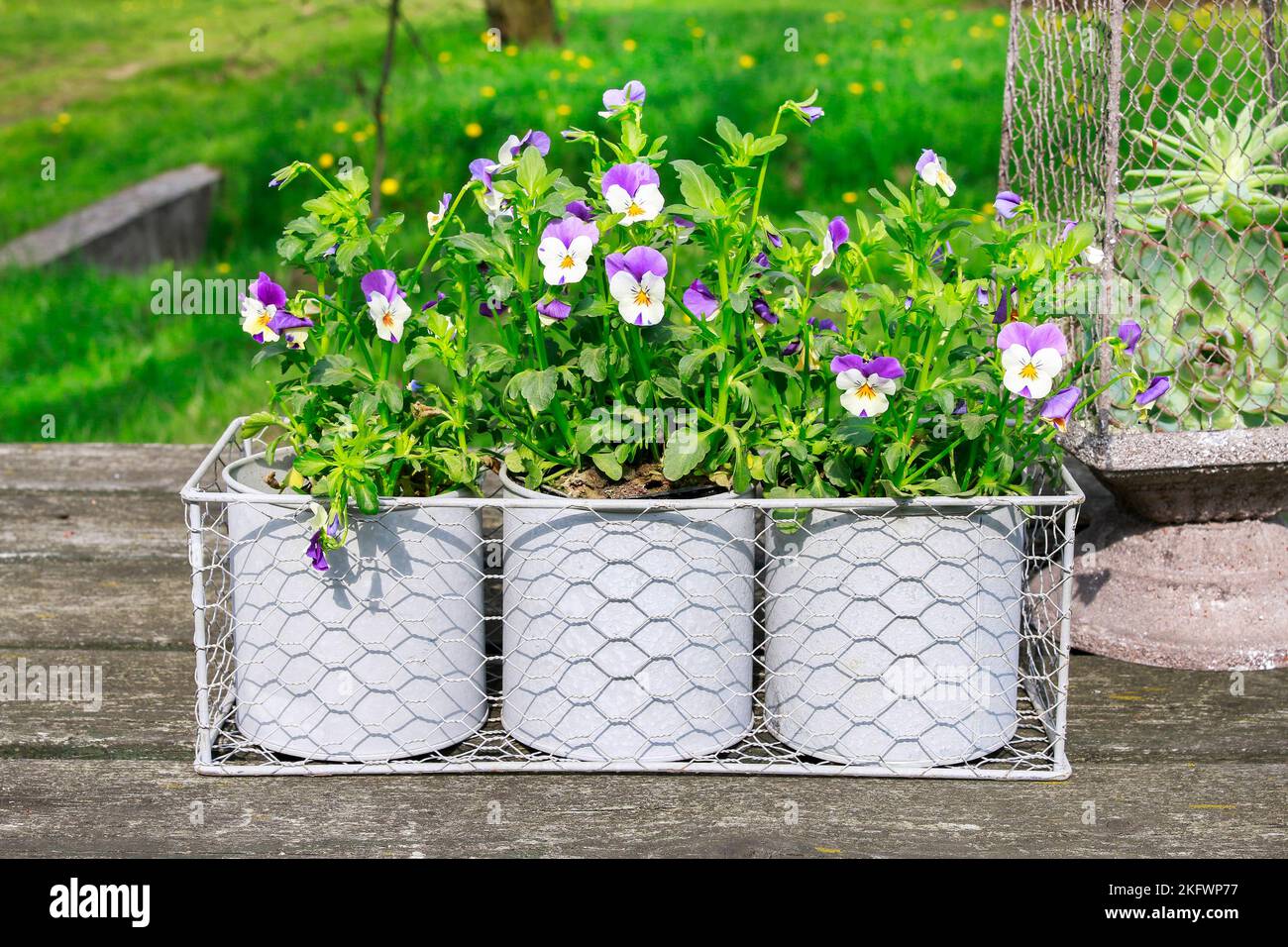 Pansy blüht in grauen Dosen. Gartenhobby Stockfoto