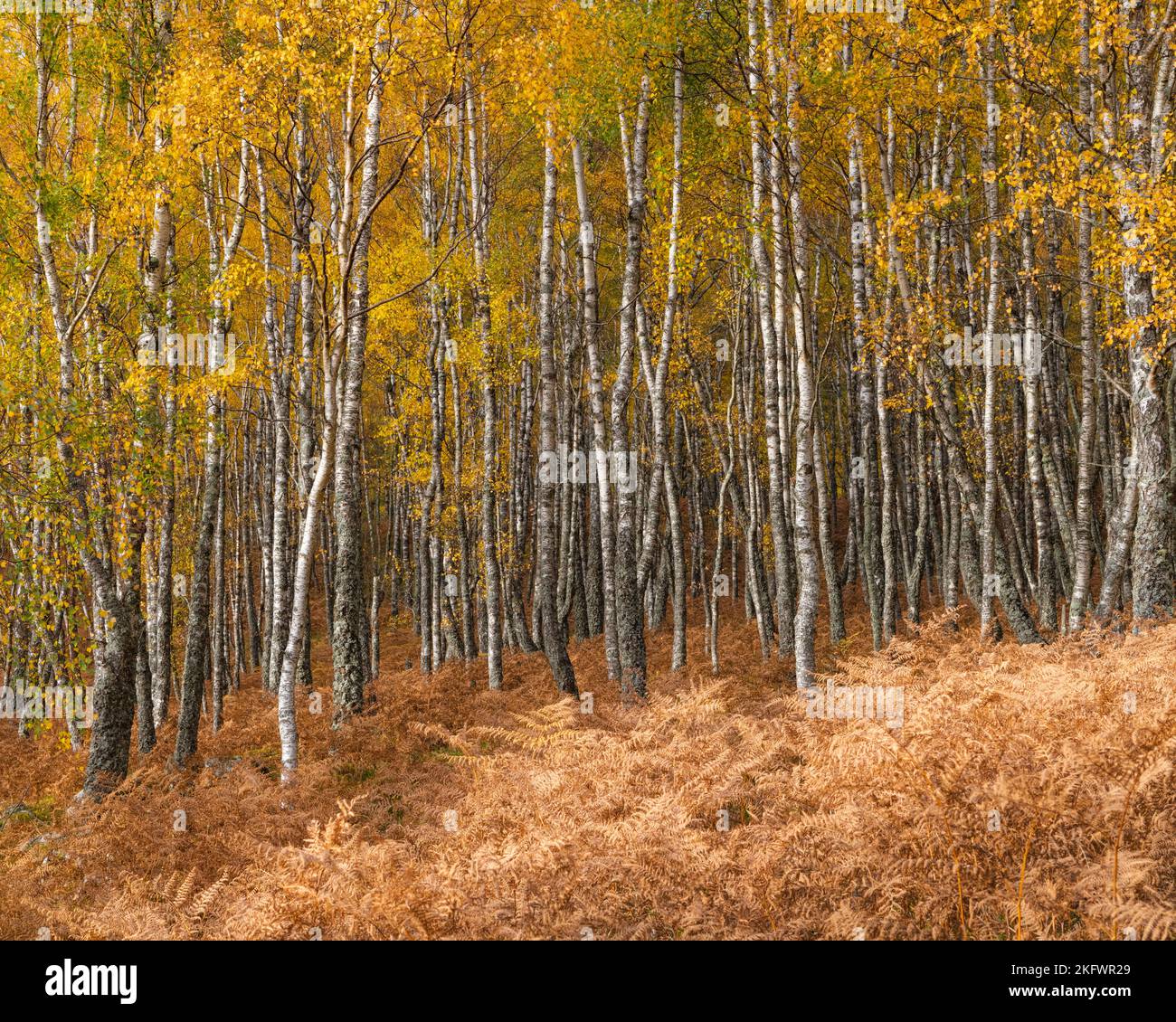 Silberner Birkenwald (betula pendula) in Herbstfarben, Glen Feshie, Cairngorms National Park, Schottland. Stockfoto