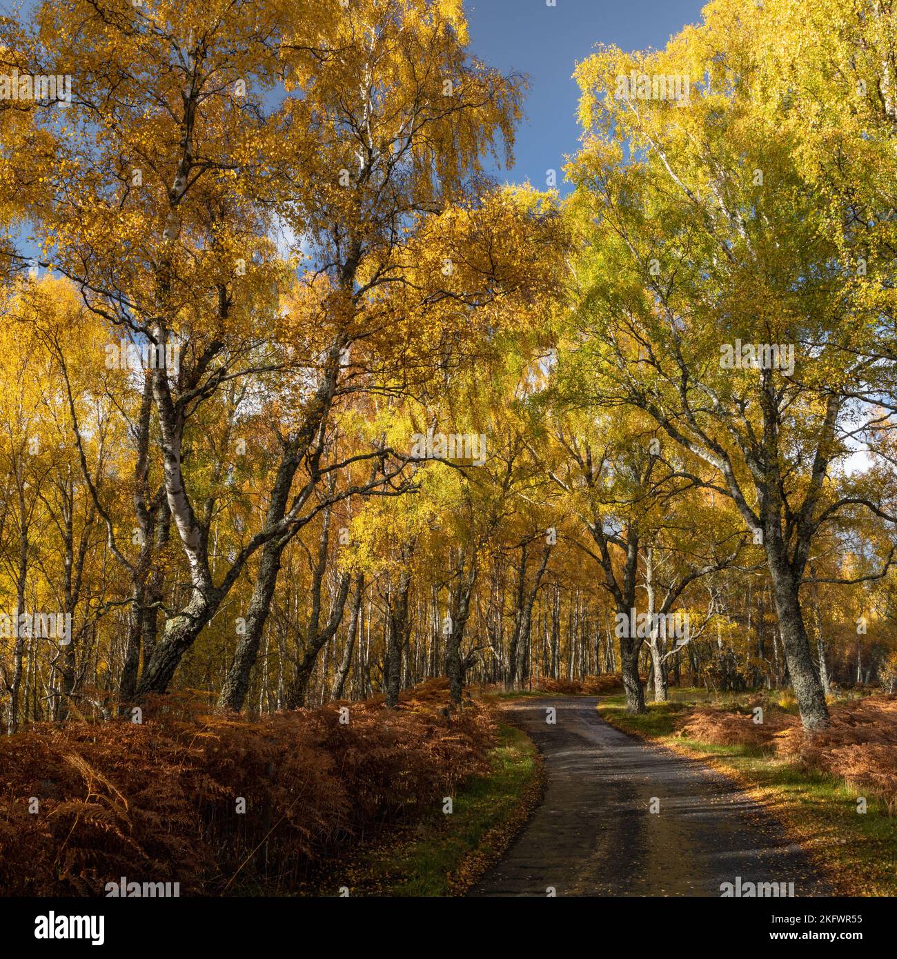 Silberner Birkenwald (betula pendula) in Herbstfarben, Glen Feshie, Cairngorms National Park, Schottland. Stockfoto