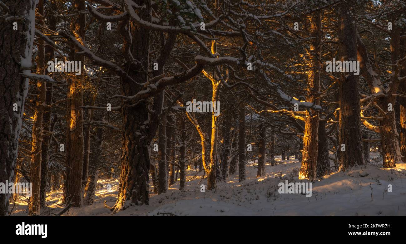Die Abendsonne filtert durch den Wald in Glen Feshie, Cairngorms National Park, Schottland. Stockfoto