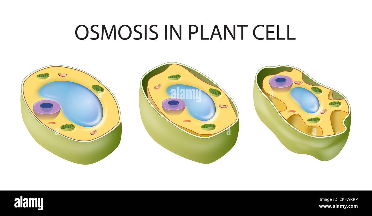 Diagramm mit Osmose in Pflanzenzelle Stockfoto
