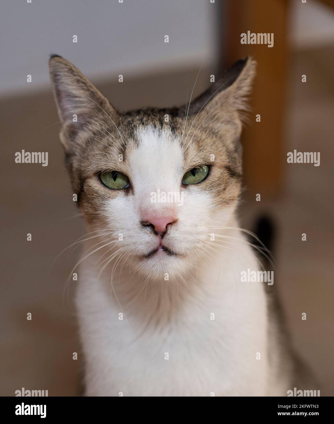 Nahaufnahme von niedlichen häuslichen tabby Hauskatze felis catus mit humorvoller strenger Gesichtsausdruck Stockfoto