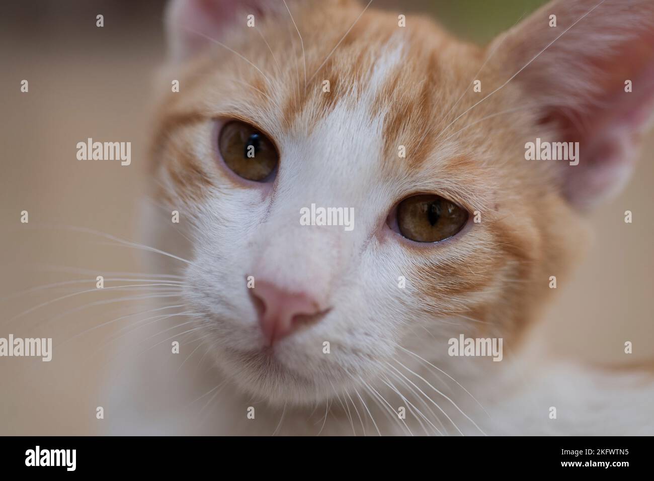 Nahaufnahme Detail der niedlichen häuslichen tabby Hauskatze felis catus Gesicht mit Schnurrhaare Stockfoto