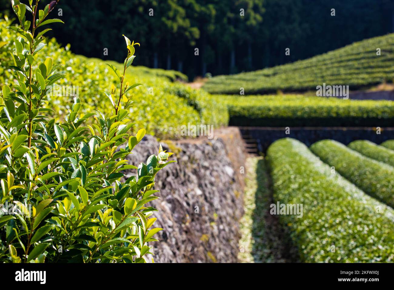 Landschaftlich schöne grüne Team Plantage Land an sonnigen Tag niemand Stockfoto