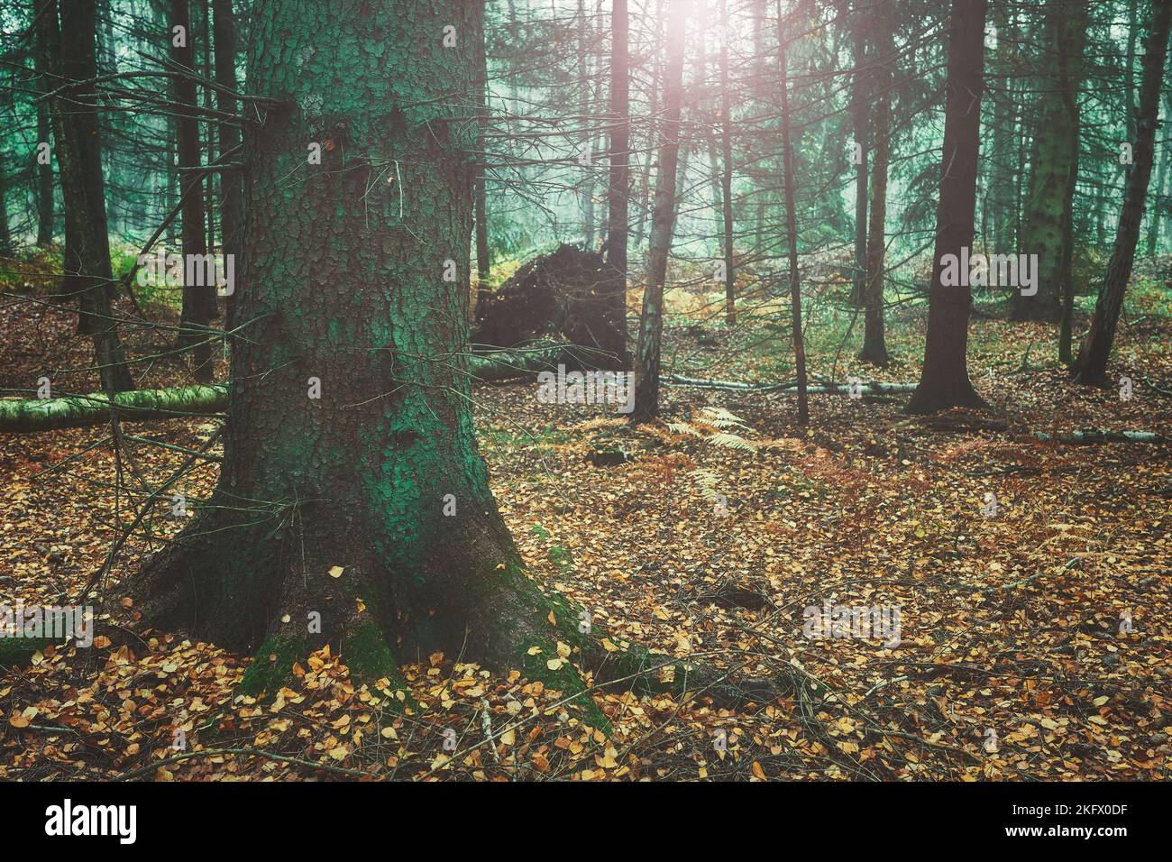 Bild eines Waldes im Herbst, Farbtonierung angewendet. Stockfoto