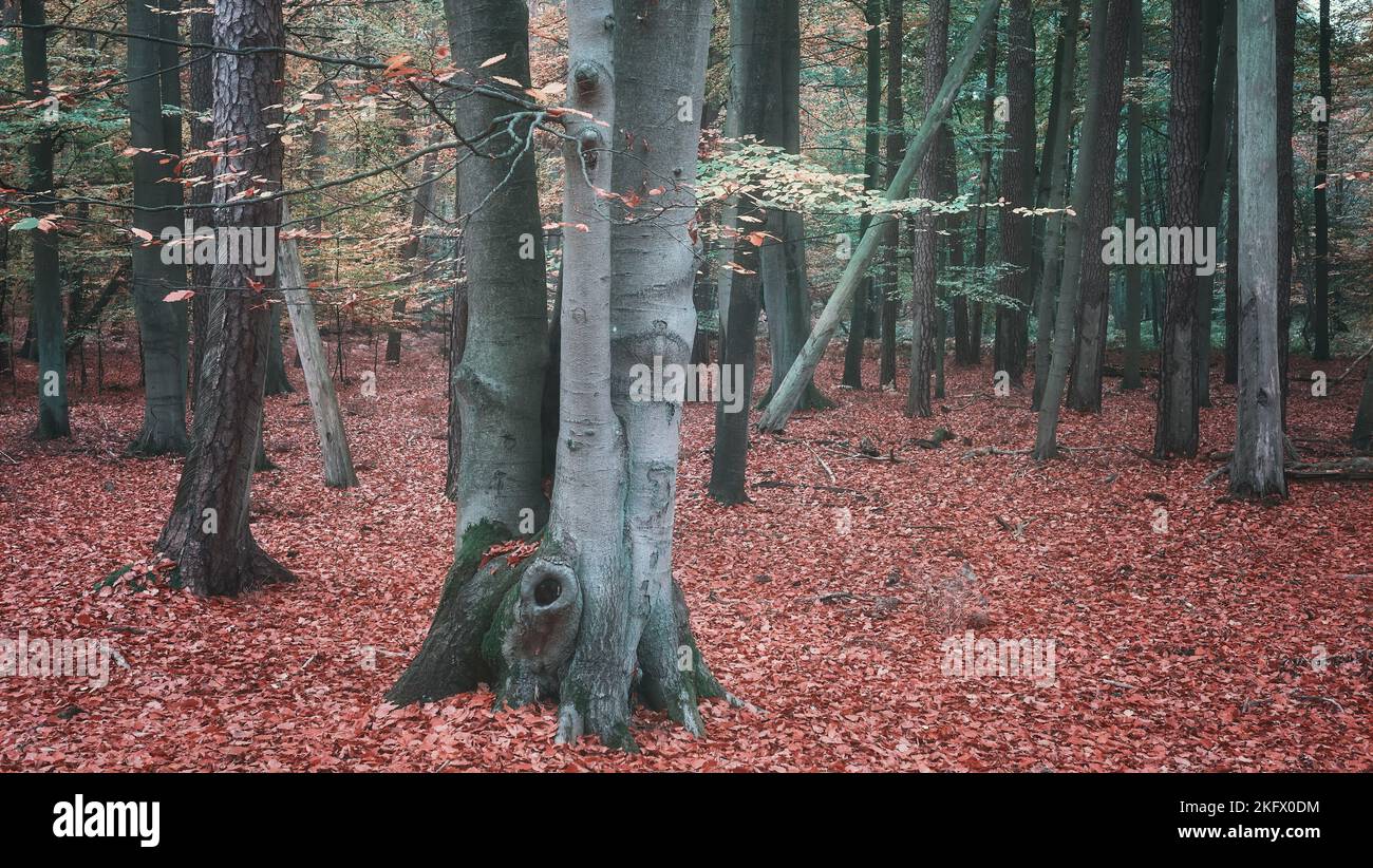 Wald im Herbst, Farbtonierung angewendet. Stockfoto