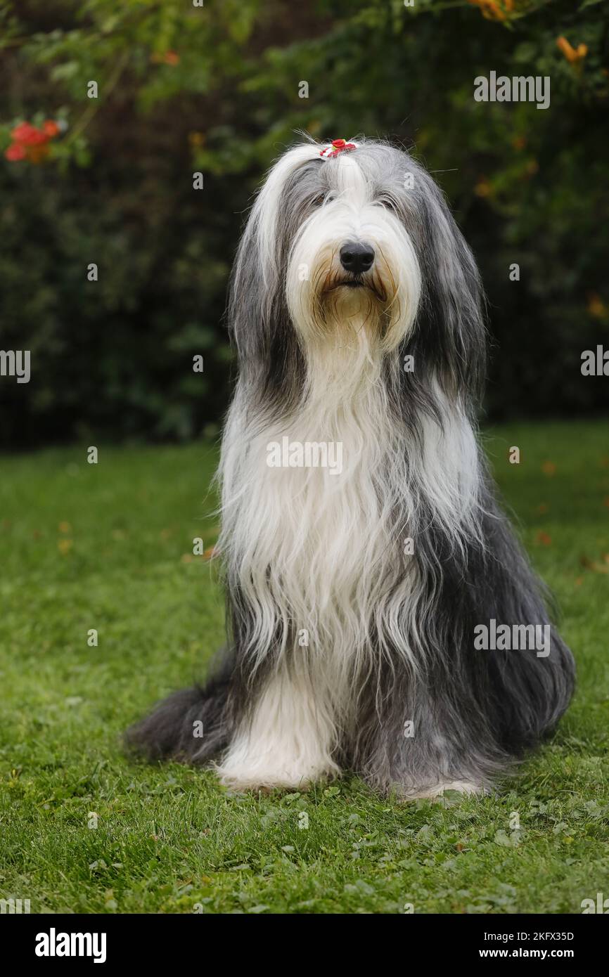 Bearded Collie sitzend Stockfoto