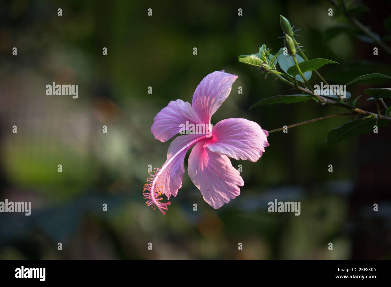 Hibiskusblüte in der Malvenfamilie Malvaceae. Hibiscus rosa-sinensis, bekannt als die Schuhblume in voller Blüte während der Frühjahrssaison in Indien. Stockfoto