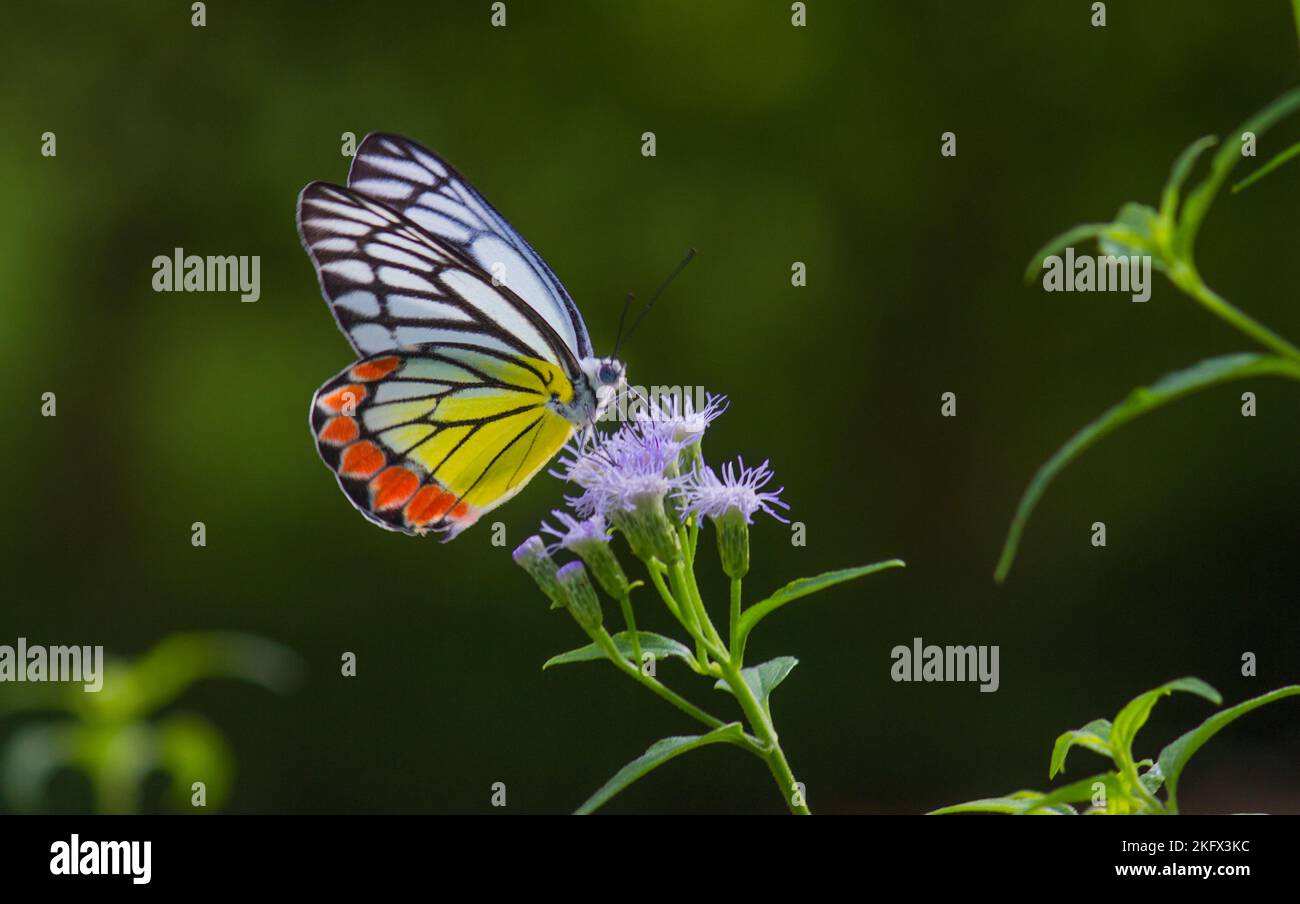 Schöner gemeiner Jezebel-Schmetterling (Delias eucharistis), der im Frühling auf den Royal Poinciana-Blumen ruht, mit einer Nahaufnahme von bunten Flügeln Stockfoto