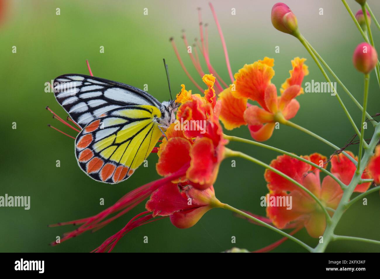 Schöner gemeiner Jezebel-Schmetterling (Delias eucharistis), der im Frühling auf den Royal Poinciana-Blumen ruht, mit einer Nahaufnahme von bunten Flügeln Stockfoto