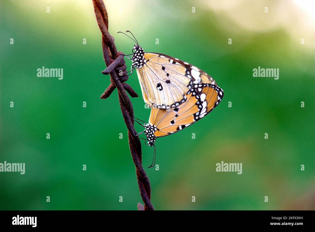 Einfache Tiger (Danaus chrysippus) Schmetterlinge, die im Frühling auf dem Zaundraht in der Natur zusammenpassen Stockfoto
