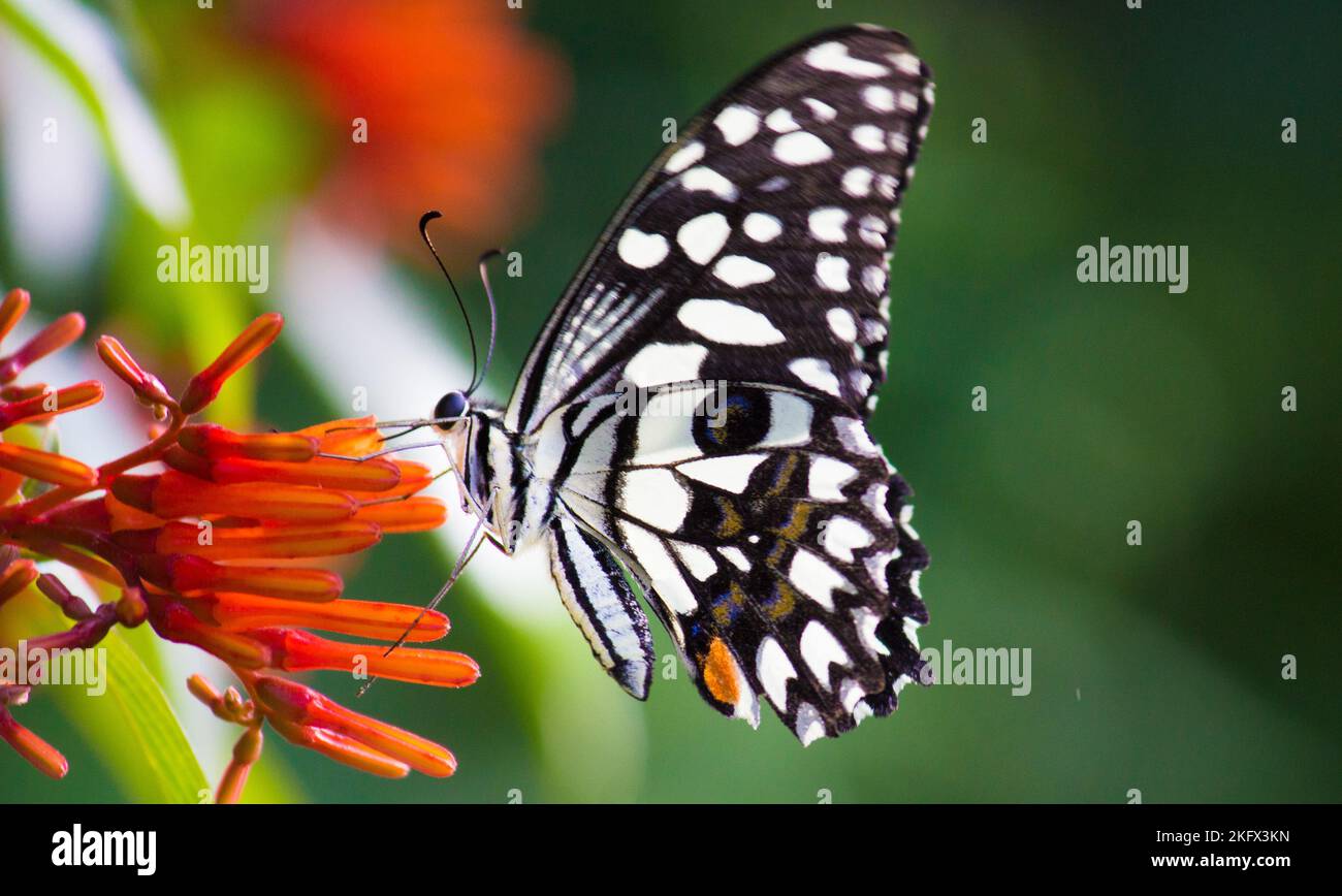 Papilio-Schmetterling oder der Kalk-Schmetterling oder karierter Schwalbenschwanz, der im Frühling auf den Blütenpflanzen ruht Stockfoto