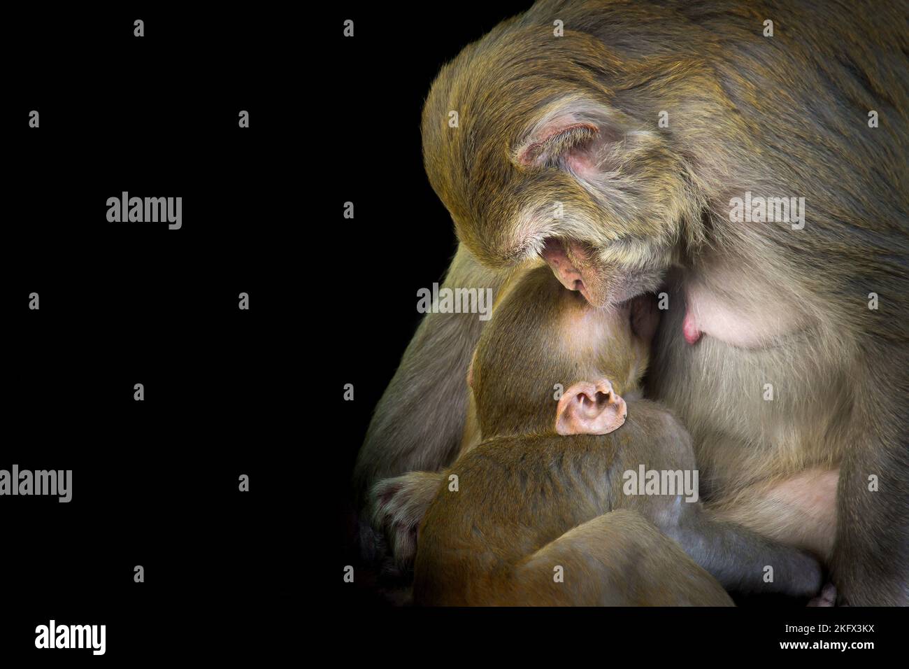 Porträt eines Baby-Rhesus-Macaque-Affen in ihren Mutterarmen, so niedlich und niedlich auf weichem dunklem Hintergrund Stockfoto