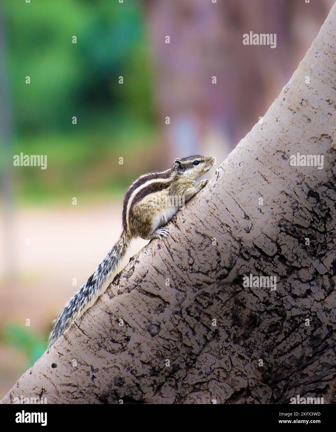 Indian Palm Squirrel oder Nagetier oder auch bekannt als der Chipmunk steht fest auf dem Baumstamm mit einem schönen weichen verschwommenen Hintergrund. Stockfoto