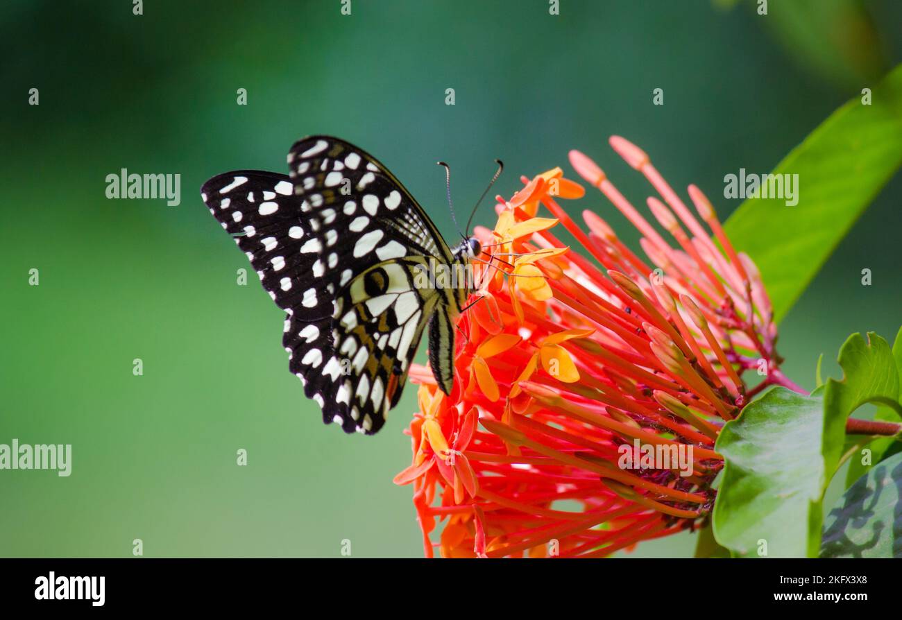 Makrobild von Papilio demoleus ist ein gewöhnlicher Kaltschmetterling und ein weit verbreiteter Schwalbenschwanz, auch bekannt als der Zitronenschmetterling, der auf der Blütenpflanze ruht Stockfoto