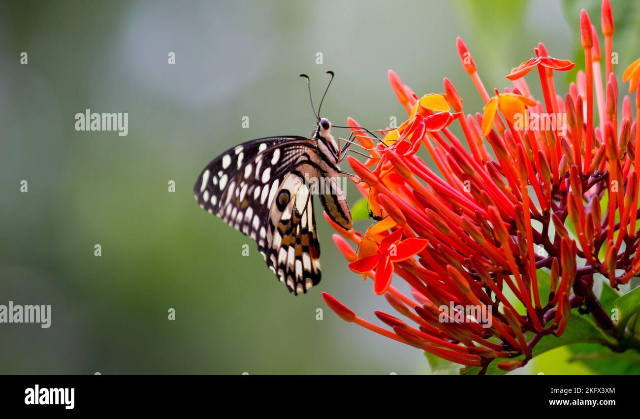 Makrobild von Papilio demoleus ist ein gewöhnlicher Kaltschmetterling und ein weit verbreiteter Schwalbenschwanz, auch bekannt als der Zitronenschmetterling, der auf der Blütenpflanze ruht Stockfoto