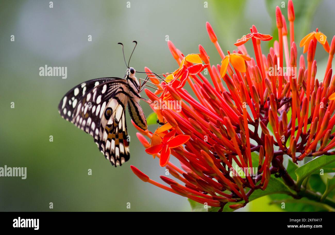 Makrobild von Papilio demoleus ist ein gewöhnlicher Kaltschmetterling und ein weit verbreiteter Schwalbenschwanz, auch bekannt als der Zitronenschmetterling, der auf der Blütenpflanze ruht Stockfoto