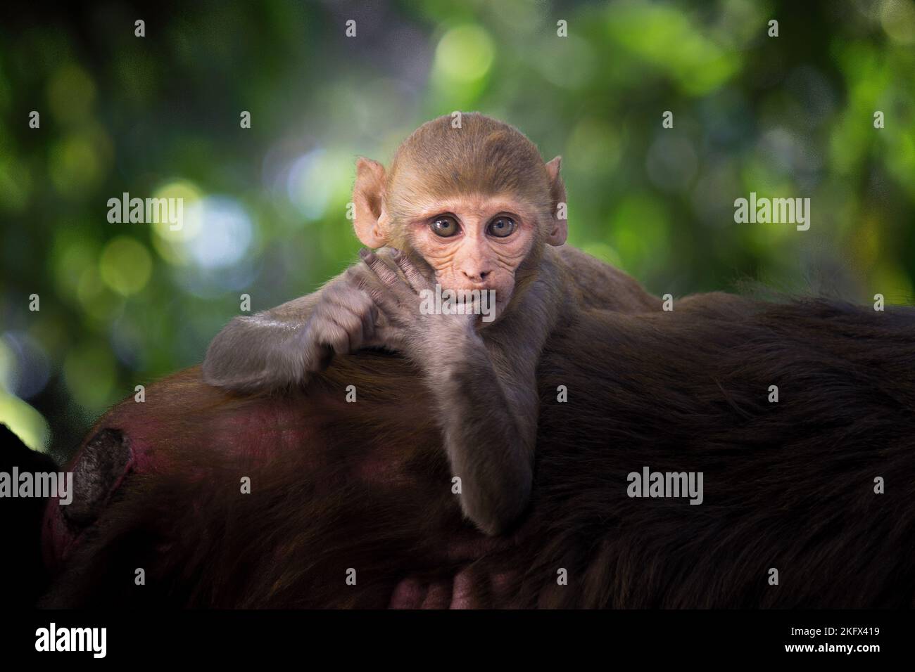 Rhesus macaque Monkey sind bekannte braune Primaten oder Affen und auch Macaca oder Mullata genannt, die auf dem Ast sitzen und in die Kamera schauen Stockfoto