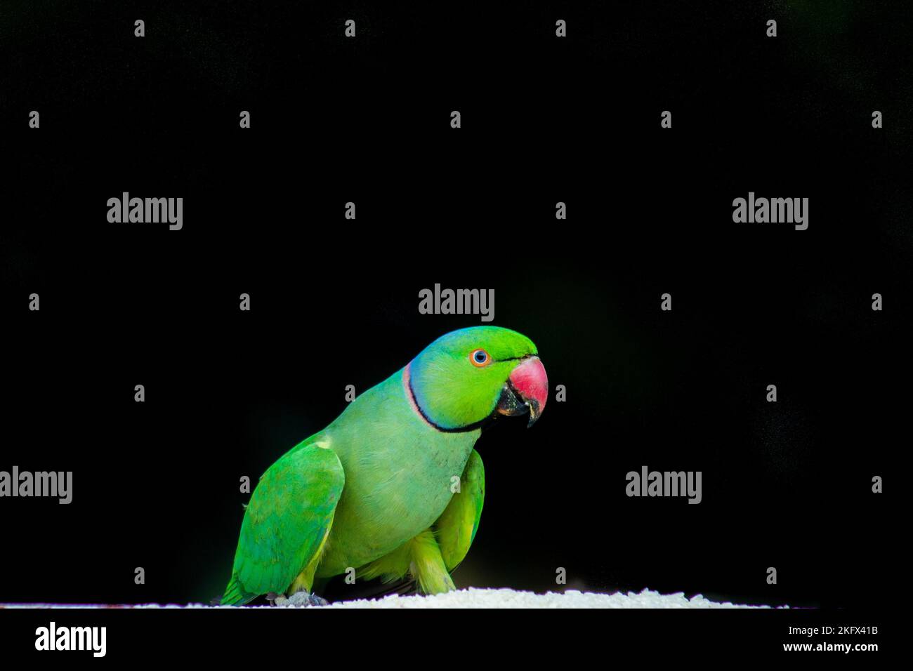 Porträt eines niedlichen Rosenberingsittichs oder auch bekannt als der Grüne Papagei vor dem dunklen Hintergrund Stockfoto