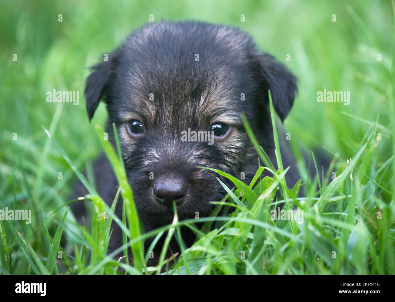 Niedliche kleine Welpen sitzen auf dem Gras im Sommer Park an einem Sommertag. Nahaufnahme. Tierpflege Konzept Natur Hintergrund Stockfoto