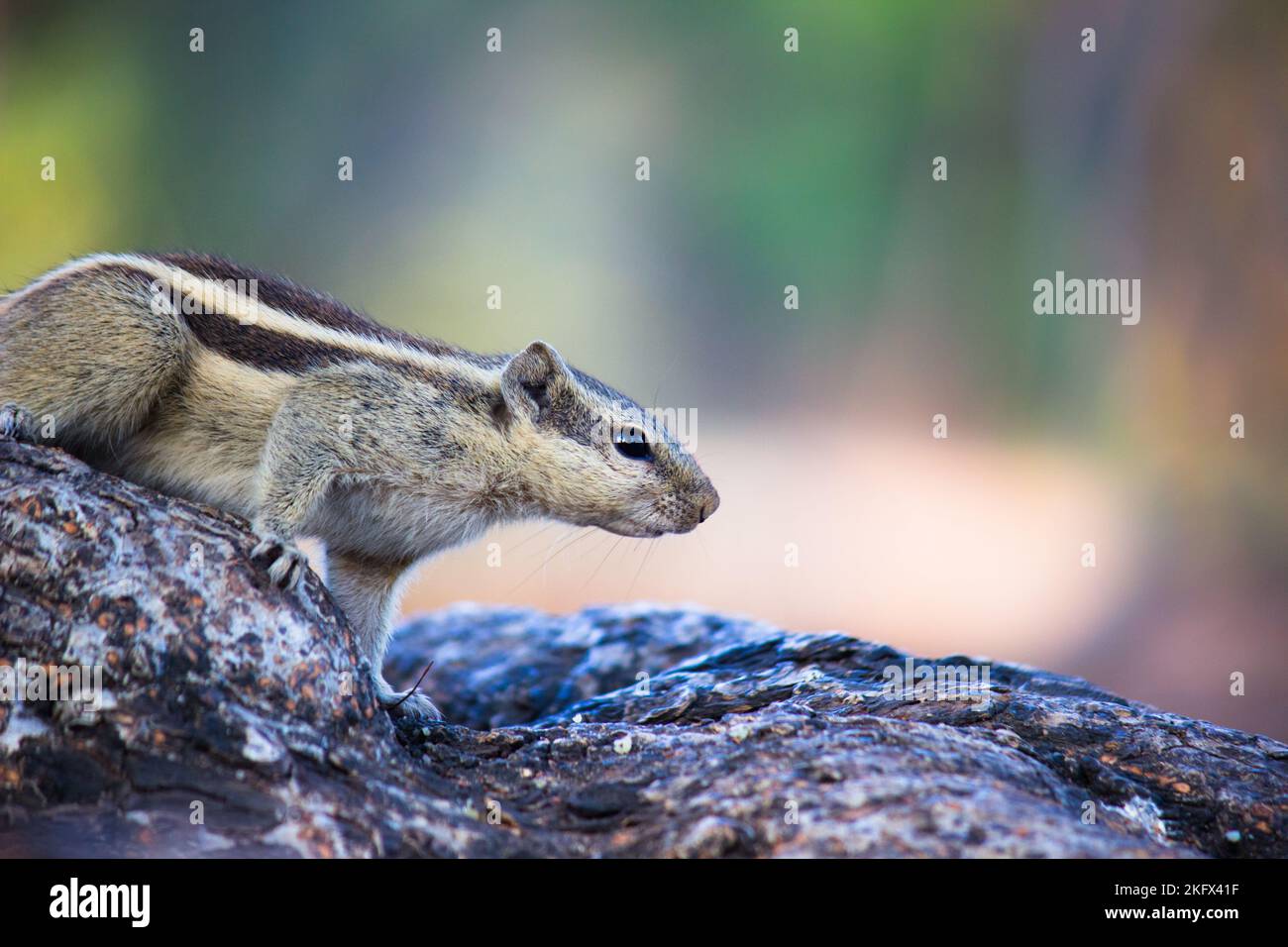 Niedliche kleine indische Palme Eichhörnchen hielt auf dem Baum Ast und Blick in die Kamera Stockfoto