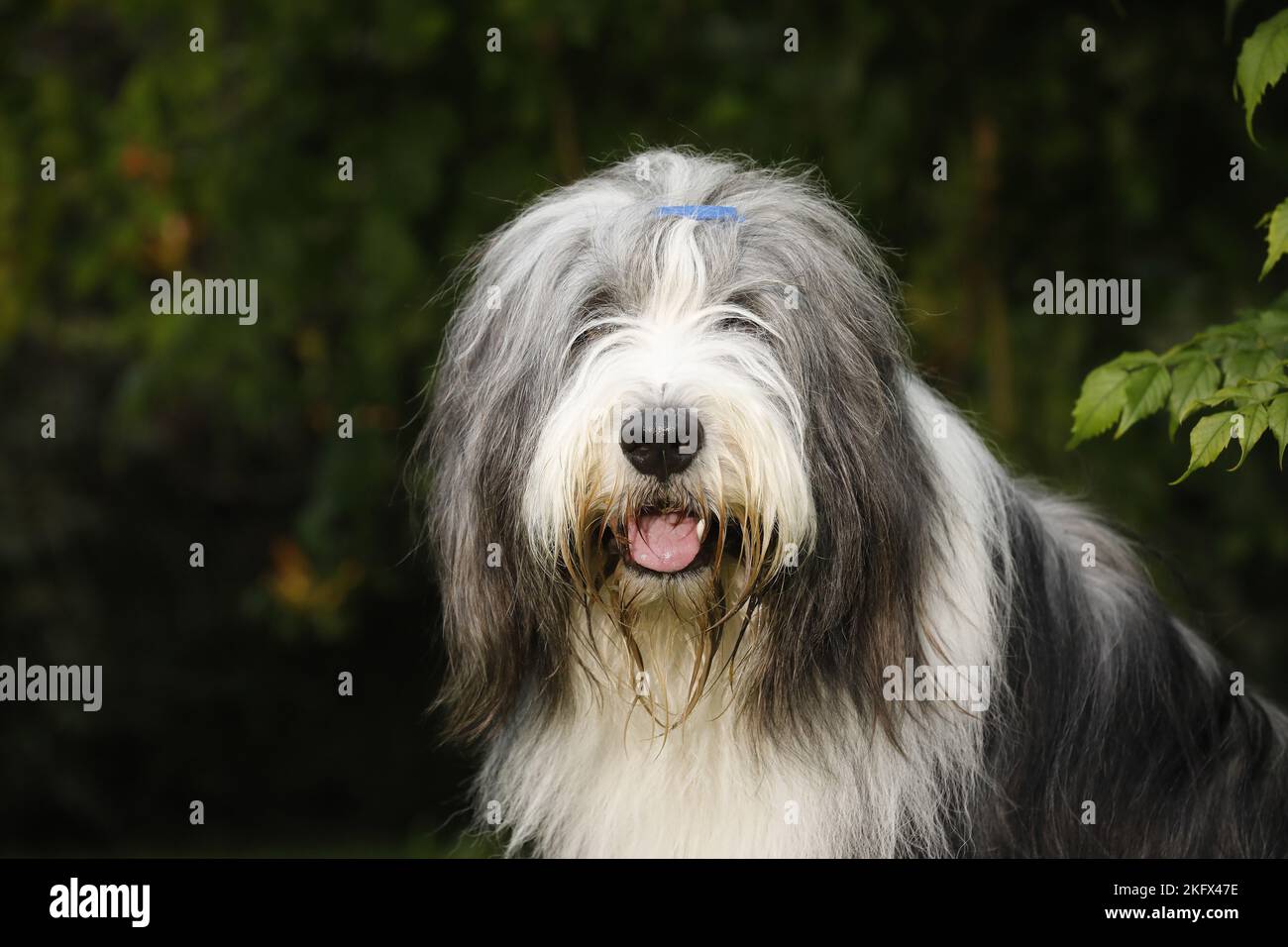 Bearded Collie-Portrait Stockfoto