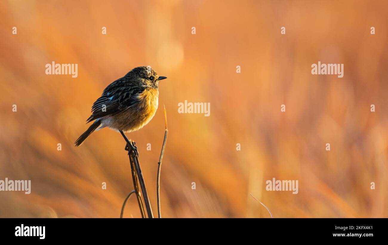 Eine selektive Fokusaufnahme von sibirischem Steinechat (Saxicola maurus) auf einer Pflanze Stockfoto