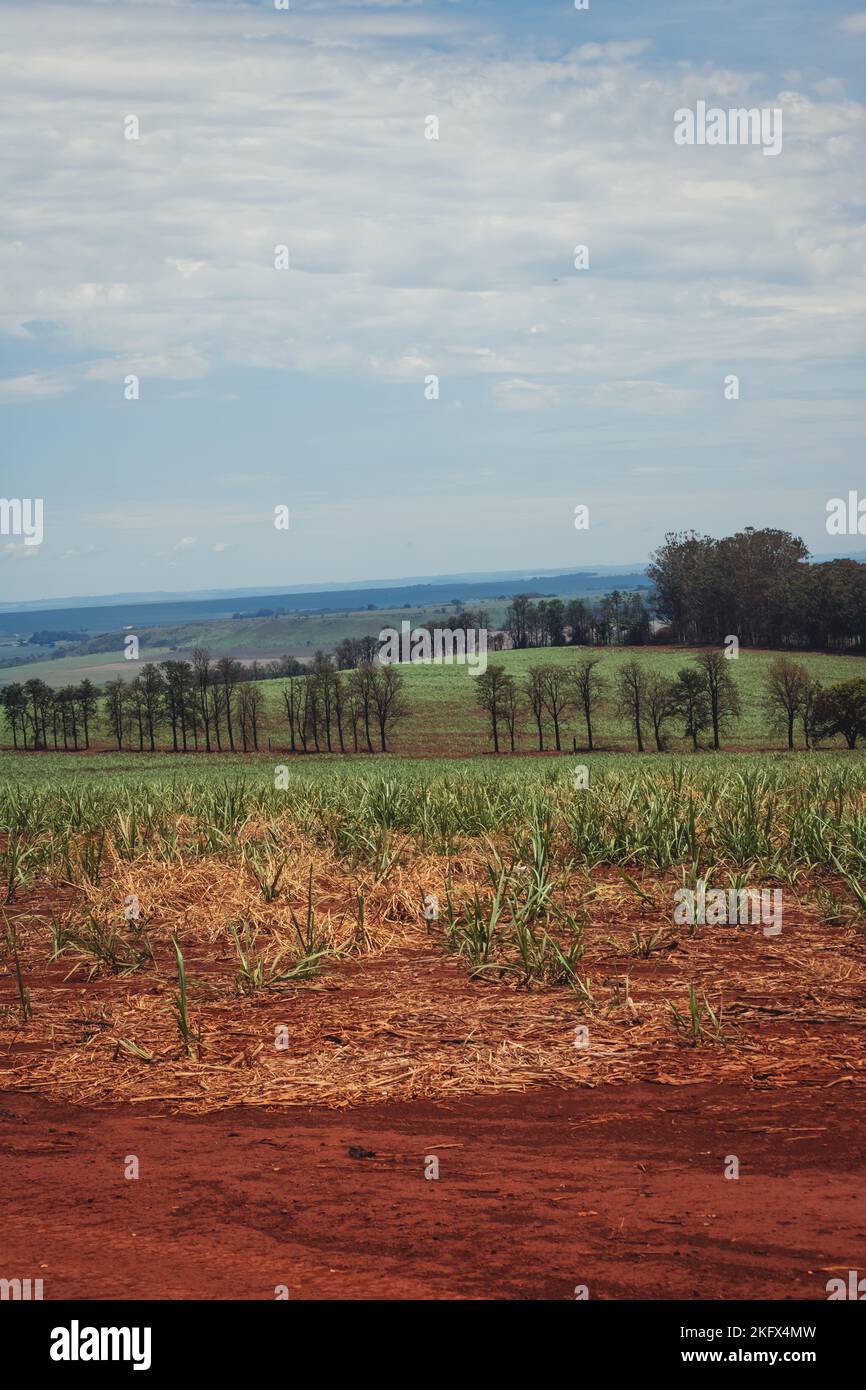 Schöne grüne Zuckerrohrplantage auf blauem wolkigen Himmel. Kulturlandschaft auf dem Farmland in Brasilien. Stockfoto