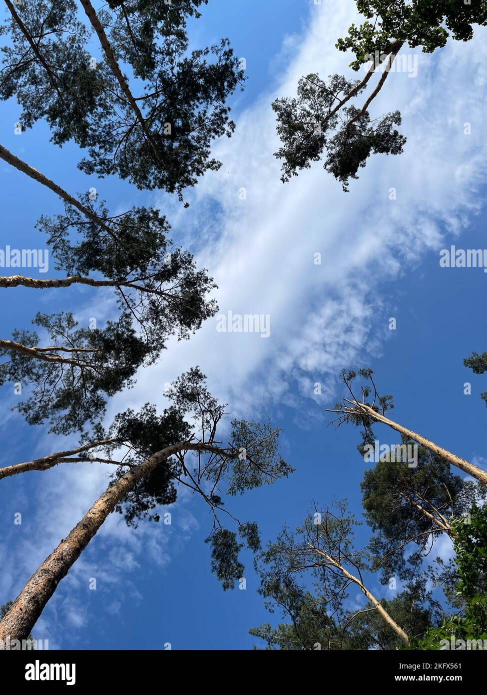 Blick von unten nach oben in einen Pinienpark. Die Spitzen der Kiefern vor dem Hintergrund des blauen Himmels mit Wolke. Stockfoto