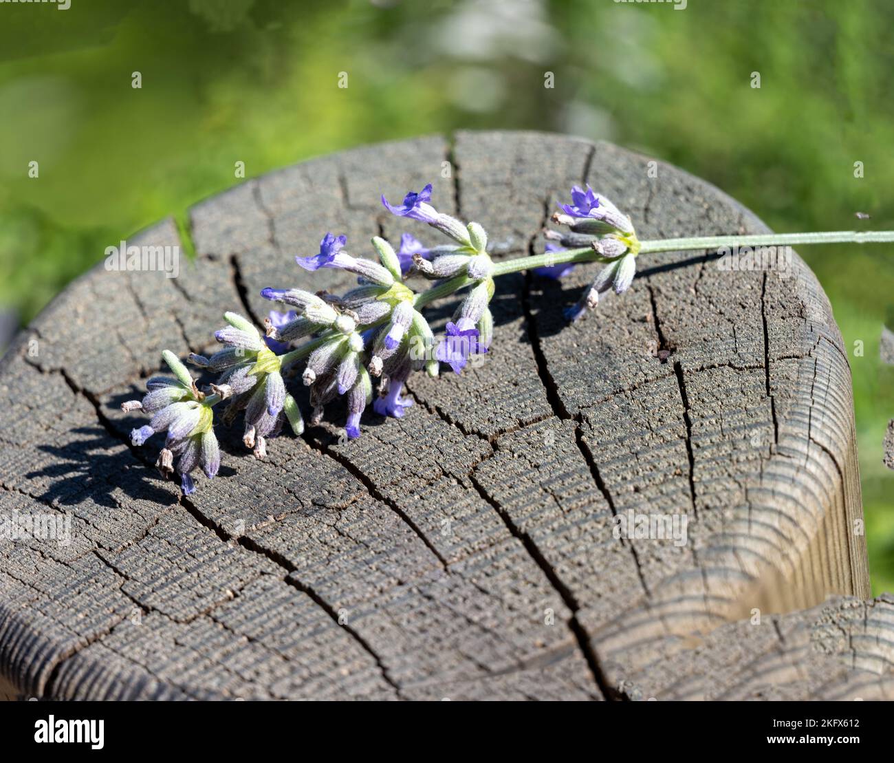 Eine Nahaufnahme eines Lavendelstiels mit Knospen auf einer hölzernen Oberfläche Stockfoto