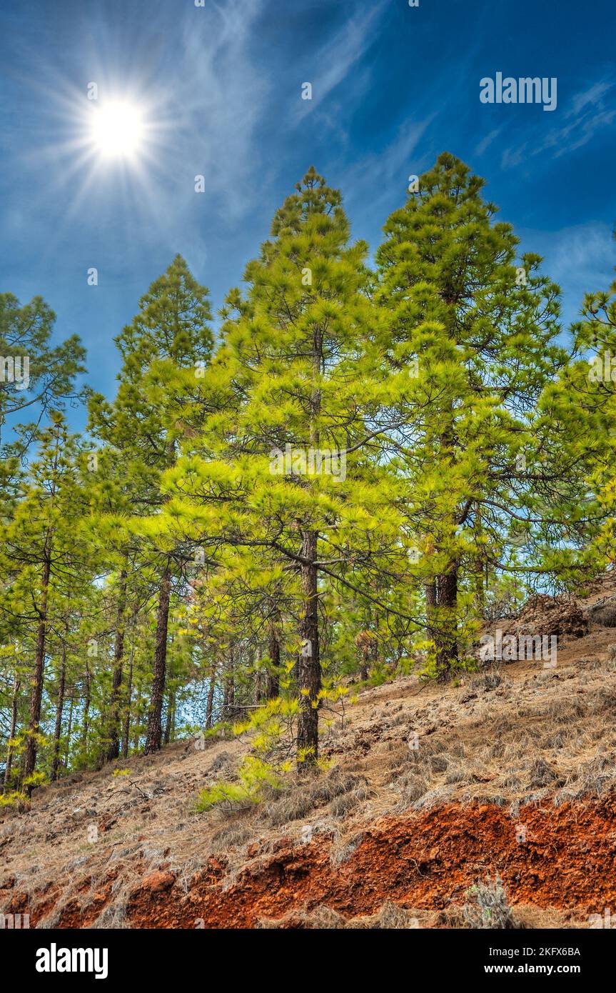 Kanarische Kiefer, Pinus Canariensis in den Naturpark Corona Forestal, Teneriffa, Kanarische Inseln Stockfoto