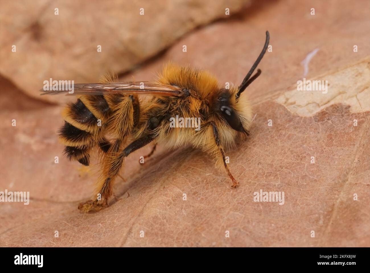 Nahaufnahme einer haarigen männlichen Pantaloon-Biene, Dasypoda hirtipes sitzend auf getrockneten Blättern Stockfoto
