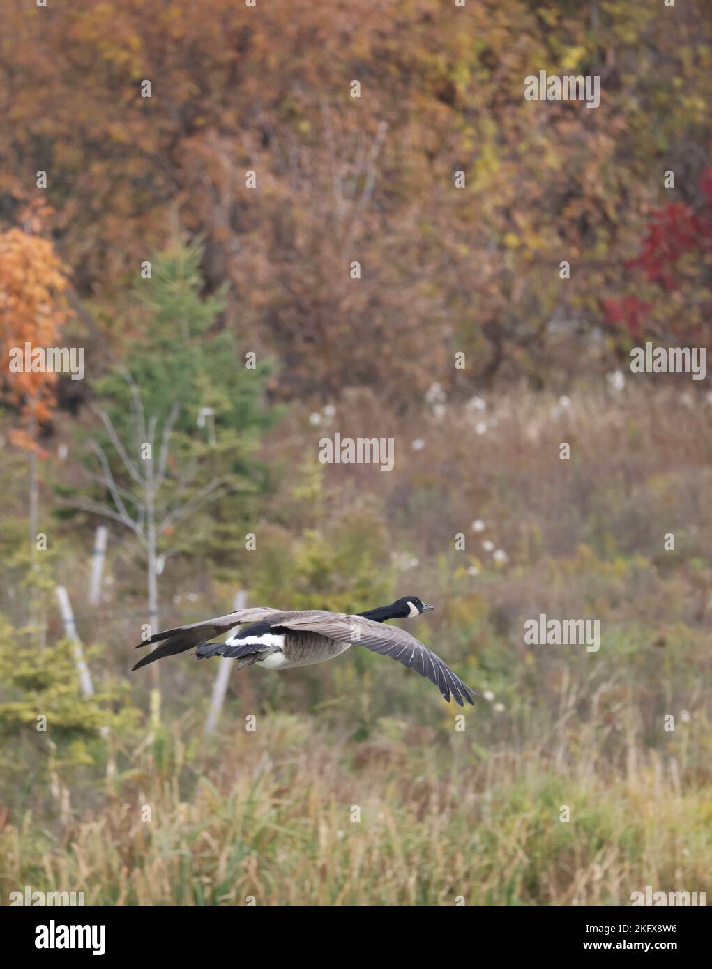 Lone Canada Gans fliegt mit bunten Herbstblättern im Hintergrund. Stockfoto Lone Canada Gans fliegt mit bunten Herbstblättern im Hintergrund. Stockfoto