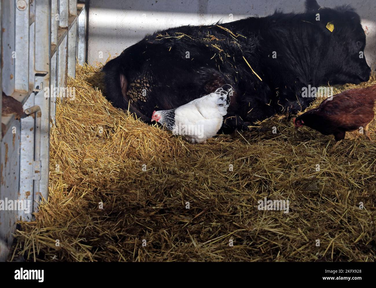 Schwarze Kuh liegend und Hühner in tiefem Stroh in einem Dach, St. Fagans National Museum of History. Amgueddfa Werin Cymru. Aufgenommen Im November Herbst Stockfoto