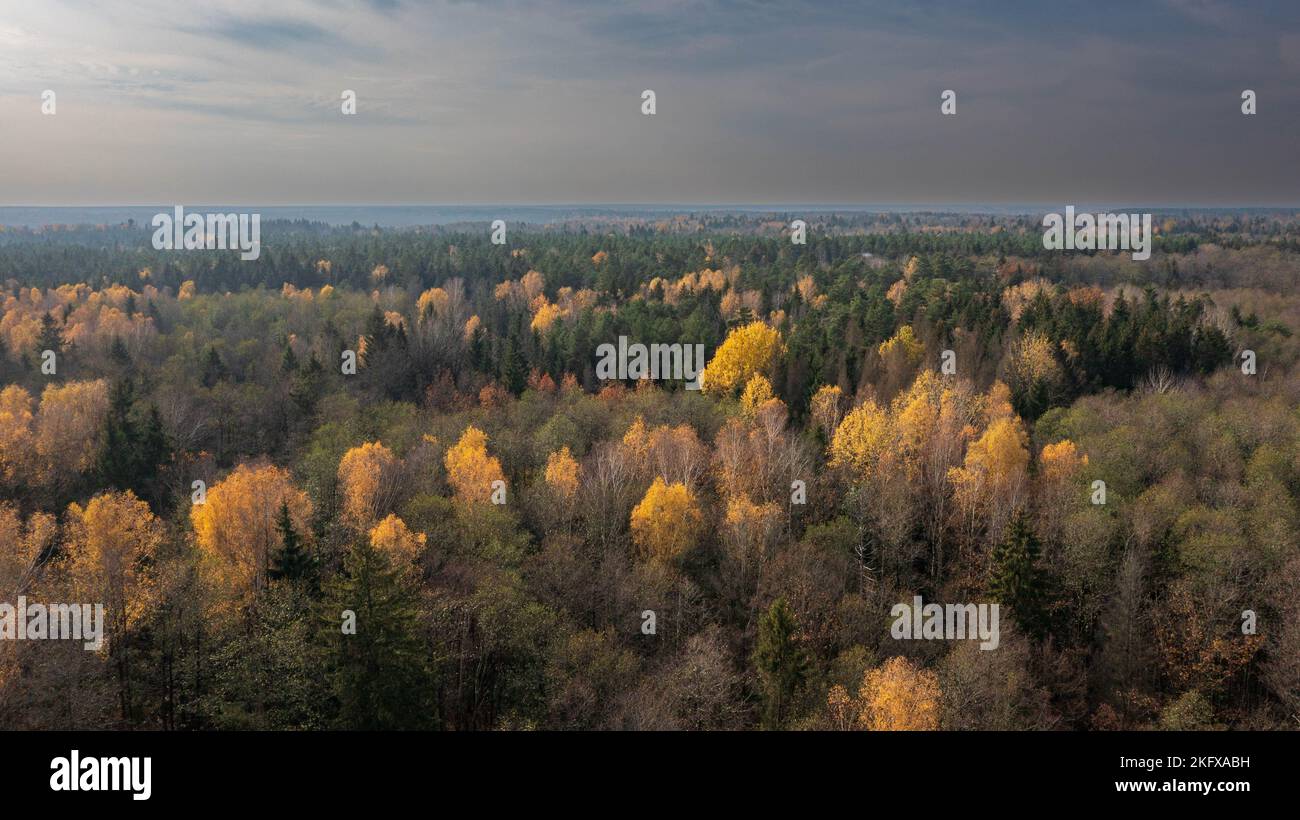 Polnischer Teil des Waldes von Bialowieza östlich von der Hajnowka-Luftaufnahme, Woiwodschaft Podlachie, Polen, Europa Stockfoto