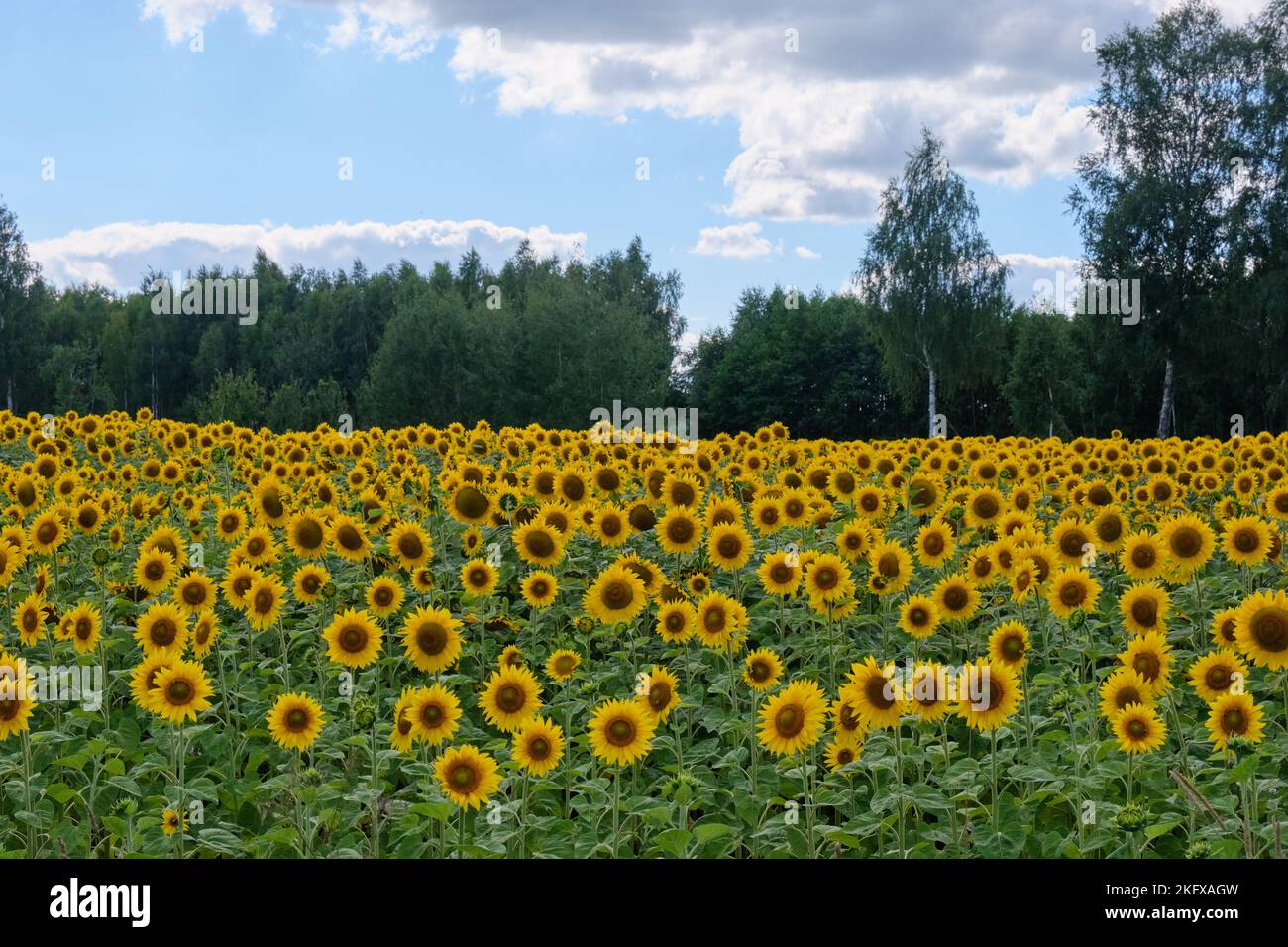 Reifes Sonnenblumenfeld im Sommer mit Wald im Hintergrund, Woiwodschaft Podlachien, Polen, Europa Stockfoto