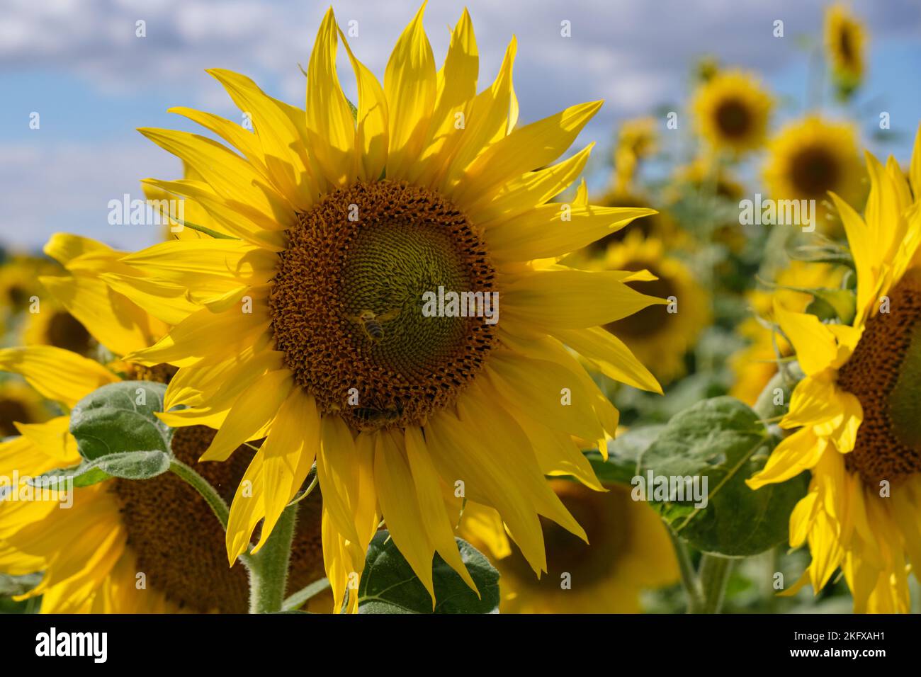 Reifes Sonnenblumenfeld im Sommer morgens, Woiwodschaft Podlachien, Polen, Europa Stockfoto