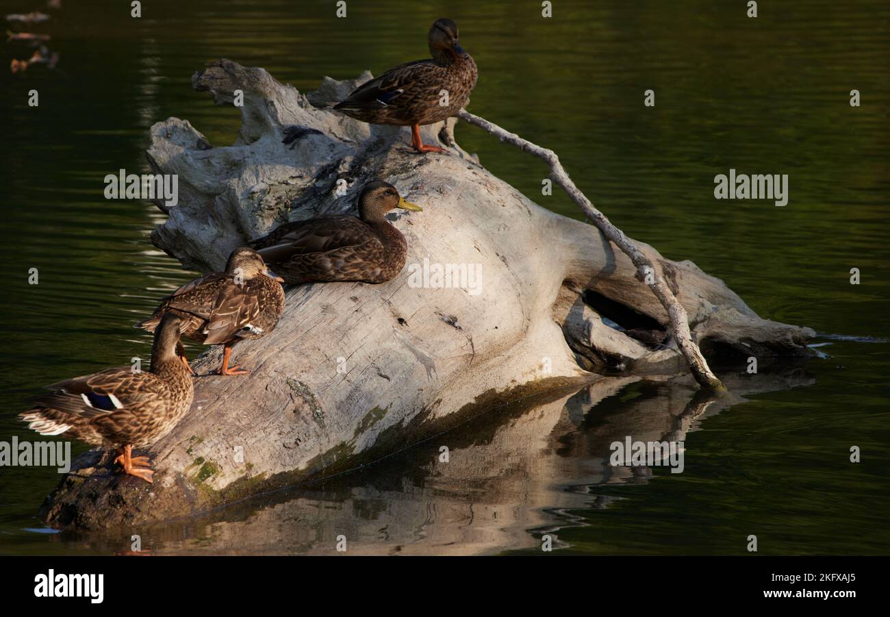 Vier Enten standen auf einem großen Baumstamm in einem See. Stockfoto