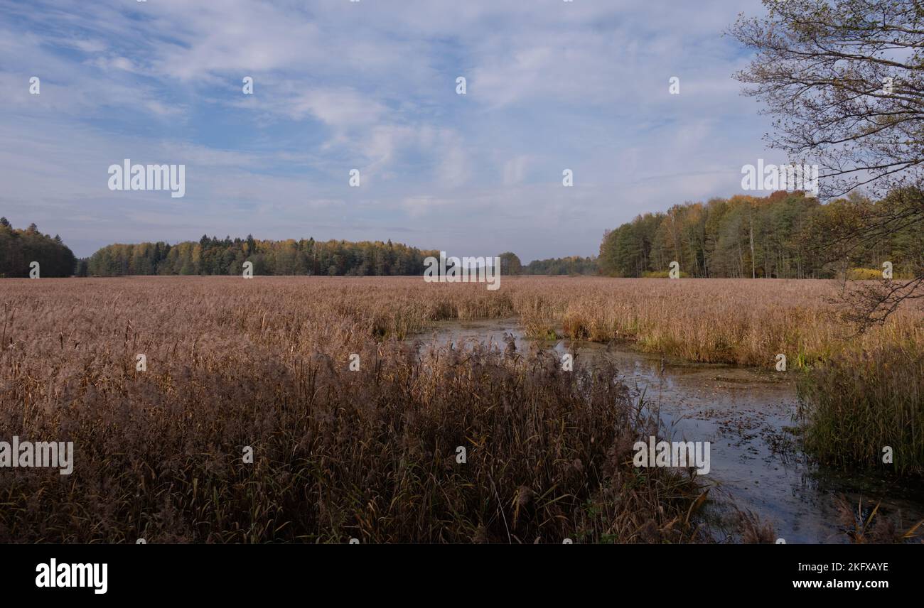 Sumpfiges Tal des Flusses Lesna bei sonnigem Herbsttag mit Weiden- und Erlenbäumen im Vordergrund über langsam fließendem Wasser, Bialowieza-Wald, Polen, Europ Stockfoto