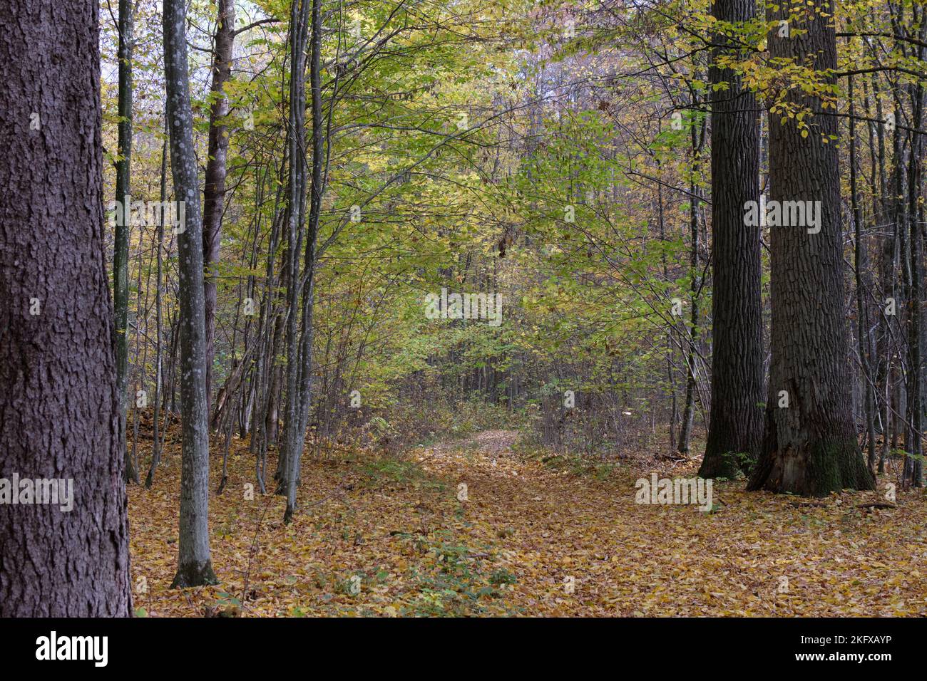 Herbstlicher Mittag im Laubwald stehen mit alten Eichen- und Fichtenbäumen und Wegkreuzung stehen, Bialowieza Wald, Polen, Europa Stockfoto