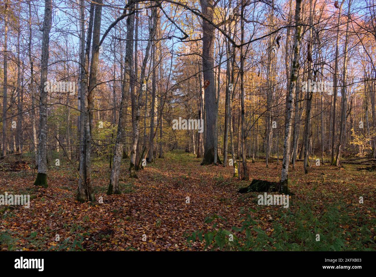 Herbstlicher sonniger Morgen im Wald mit Hainbuchenbäumen und schmalen Feldweg, der Baumbestand kreuzt, Bialowieza Forest, Polen, Europa Stockfoto