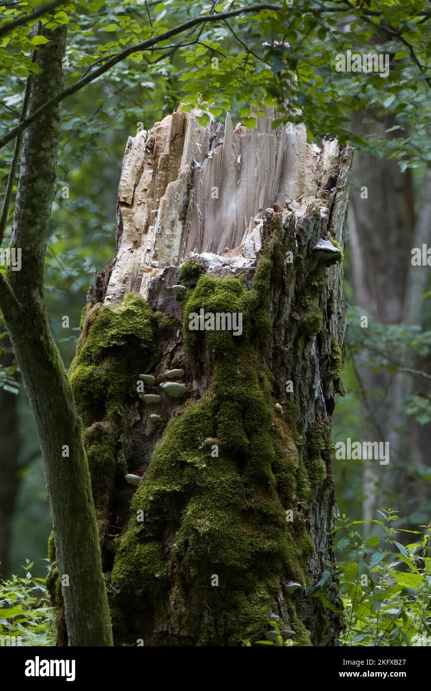 Moos Wrapped Broken Maple Tree Stump, Bialowieza Forest, Polen, Europa Stockfoto