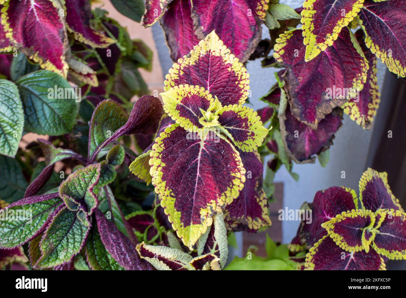 Violette und gelbe Blüten, Coleus blumei Stockfoto