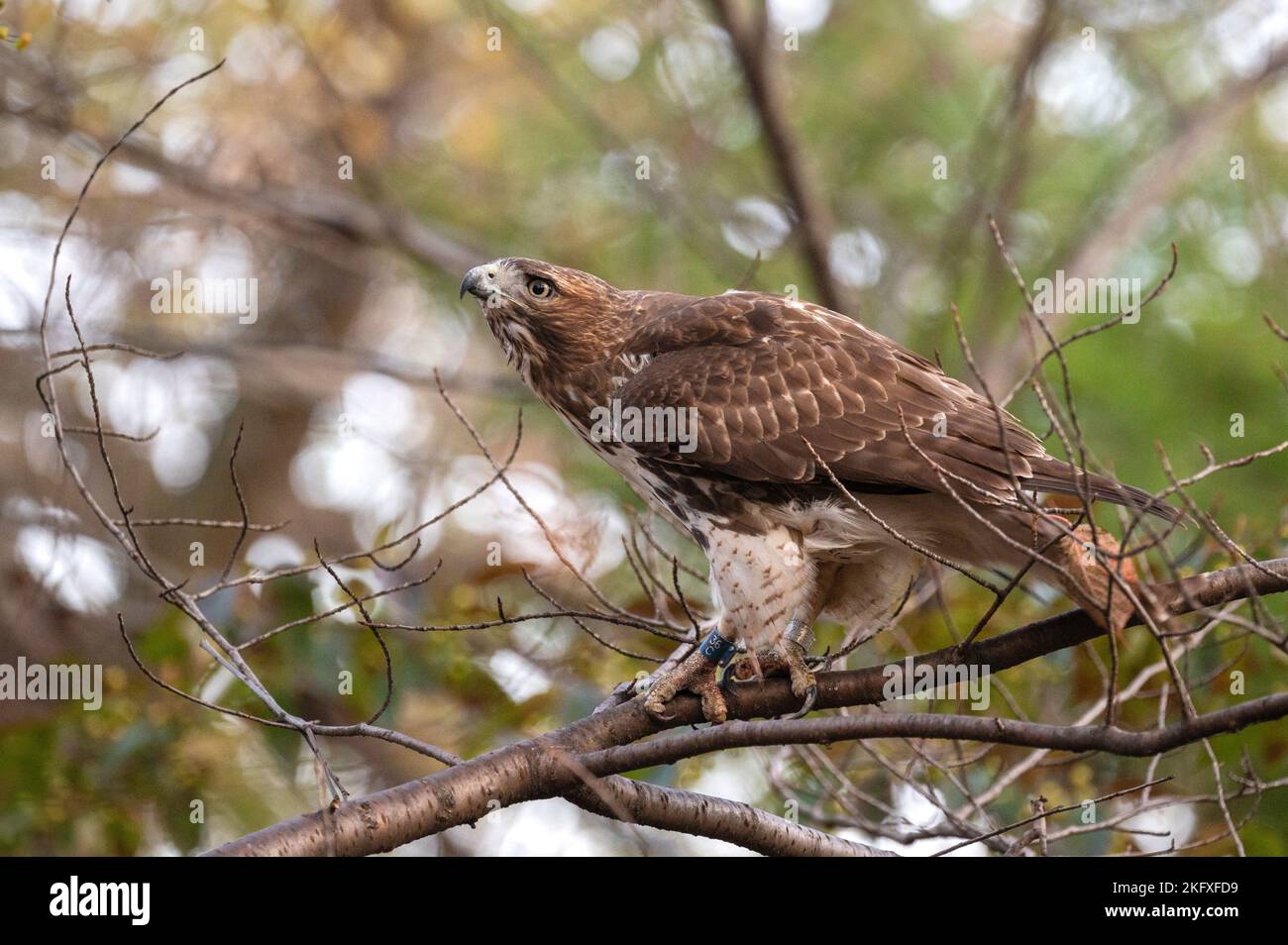 Juvenile rot - angebundener Falke Stockfoto